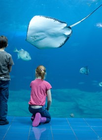 National Marine Aquarium