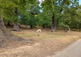 Deer can be seen close to the main path