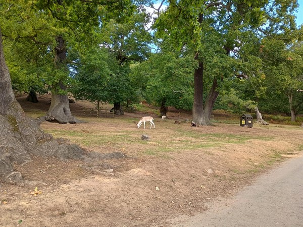 Deer can be seen close to the main path