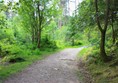 Path through woods with some sharp stones poking through