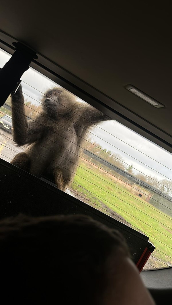 Macaque on a car