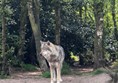 The wolf