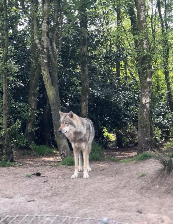 The wolf