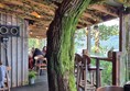 Image of a tree growing inside a wooden building