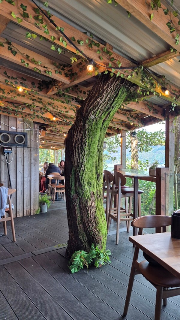 Image of a tree growing inside a wooden building