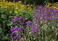 Herbaceous border