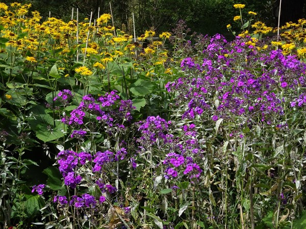 Herbaceous border