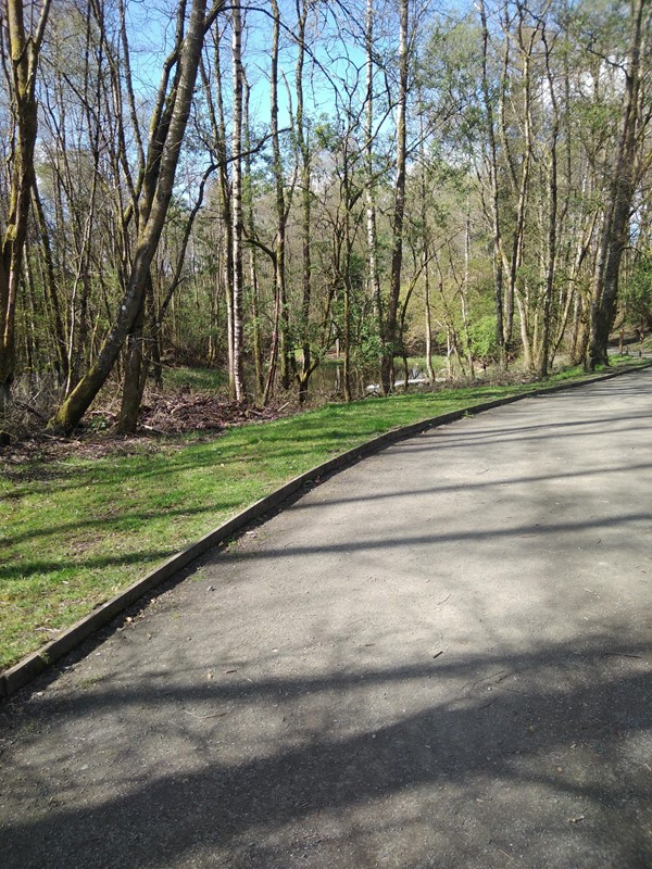 Picture of a path through trees