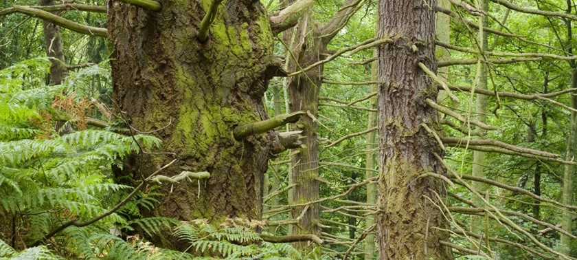 Moncreiffe Hill
