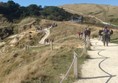 The Trail