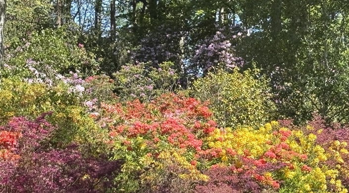 Hoveton Hall Gardens