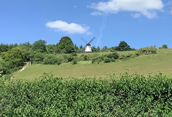 Picture of a hedge overlooking a hilly field with a windmill on the top