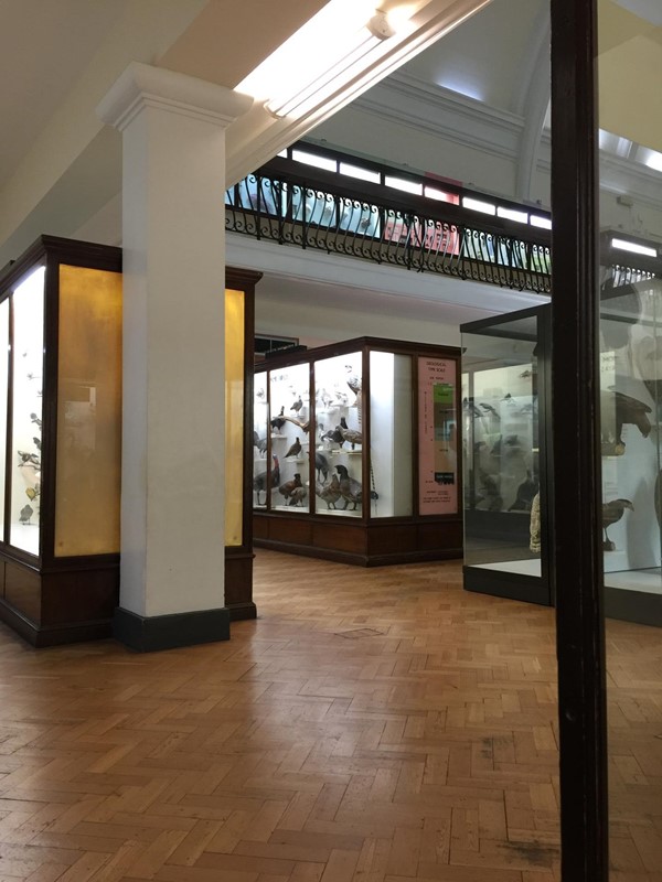 museum taxidermy