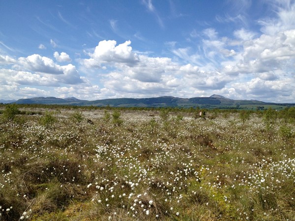 Picture of Flanders Moss