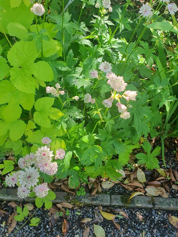 A close up image of clover leaves