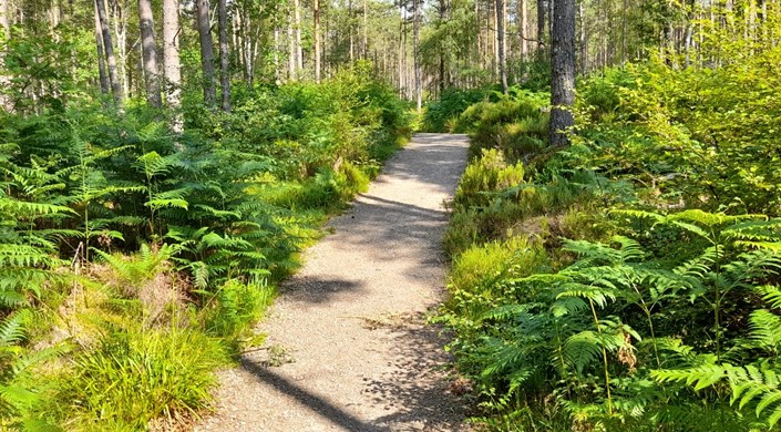 Silverbridge Forestry Walk