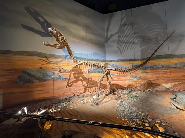 Image of raptor fossil