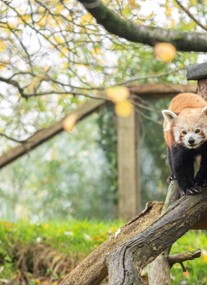 Newquay Zoo