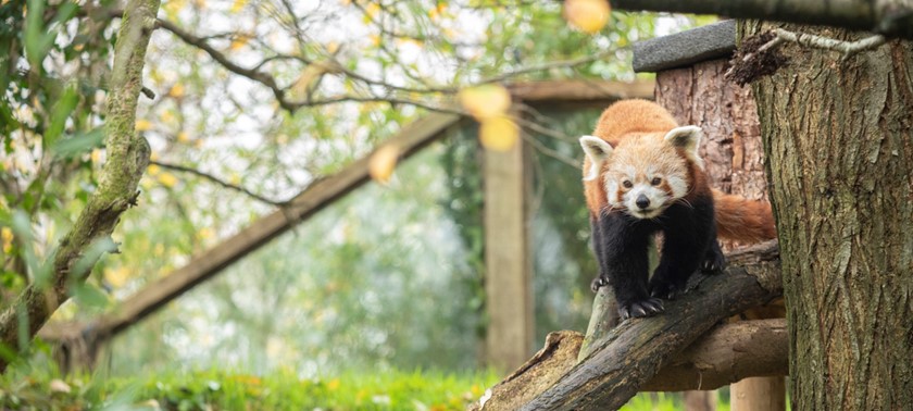 Newquay Zoo