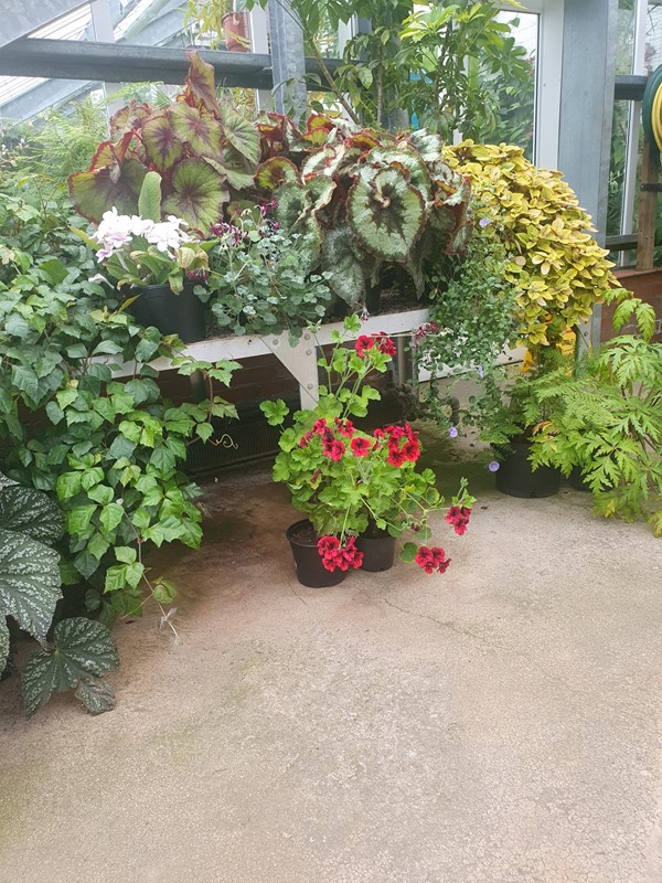 In the glasshouse