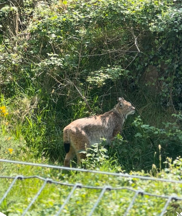 Nisha, the lynx