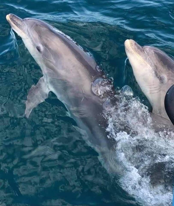 These two were swimming alongside tge boat and kept posing for pictures!