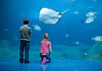 Disabled Access Day at National Marine Aquarium