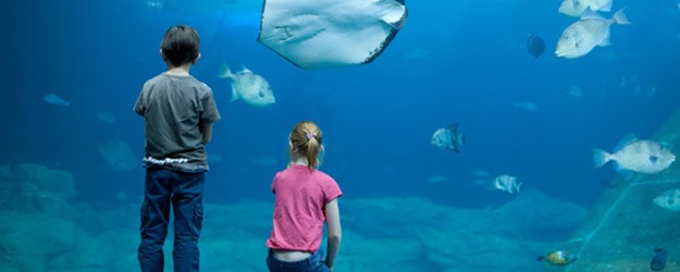Disabled Access Day at National Marine Aquarium article image