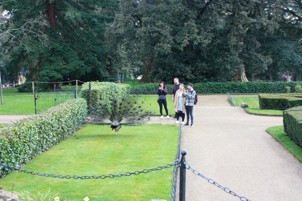 Wide paths in the peacock garden