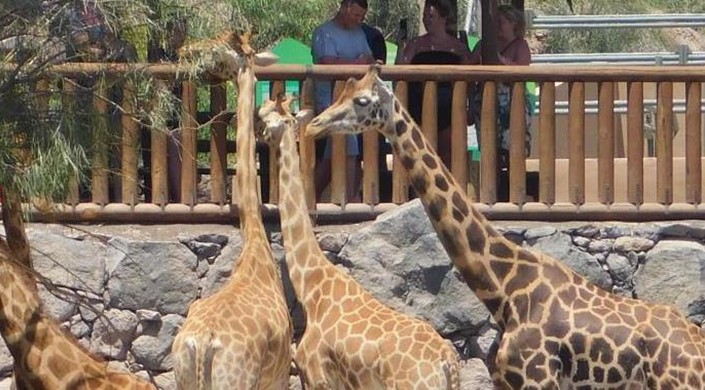 Oasis Park Fuerteventura