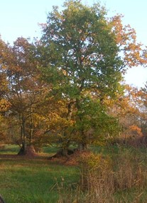 Askham Bog Nature Reserve