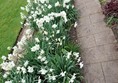 Picture of a path with flowers by the side at Tintinhull Garden