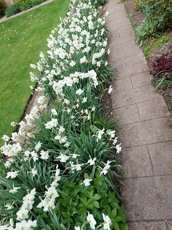 Picture of a path with flowers by the side at Tintinhull Garden