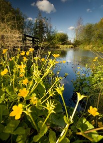 WWT London Wetland Centre