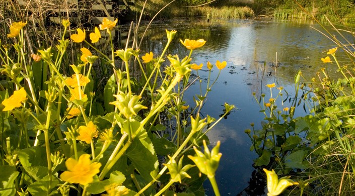 WWT London Wetland Centre