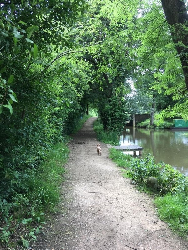 Picture of the Wey & Arun Canal