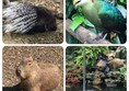 Animal views