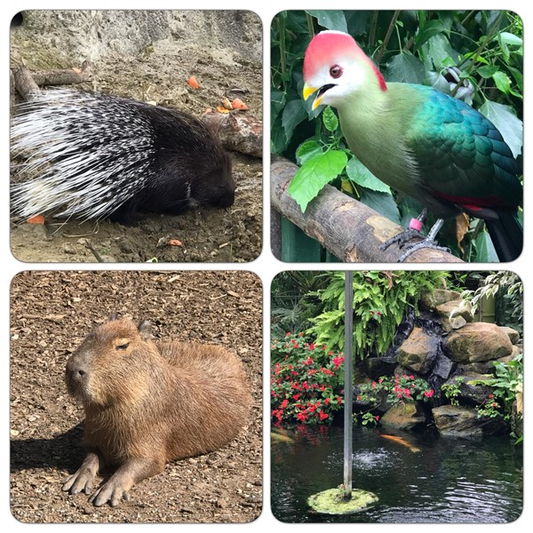 Animal views