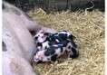 Piglets