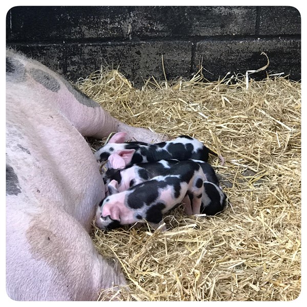 Piglets