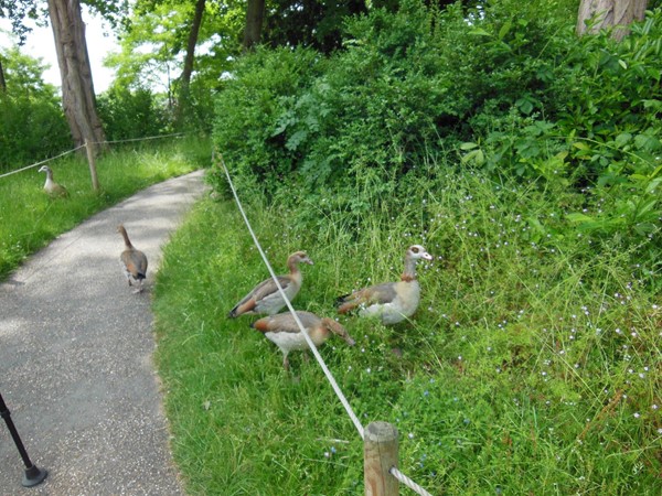 Path with geese