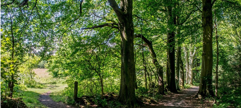 Formonthills Wood