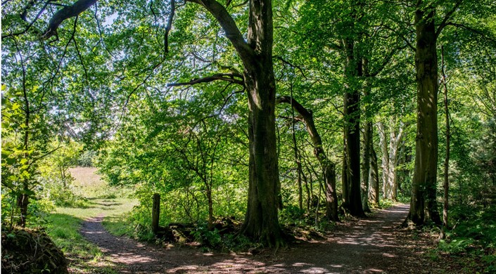 Formonthills Wood