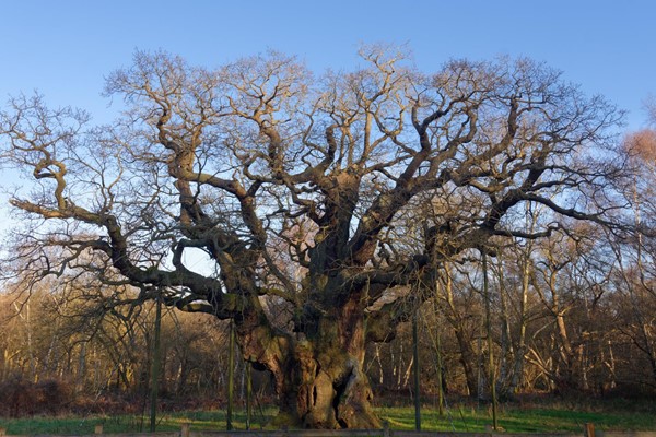 The famous major oak of Robin Hood fame. RSPB maintain legend but are steering the visitor experience much more towards wildlife and ecology which is good.