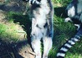 Close up with the lemurs