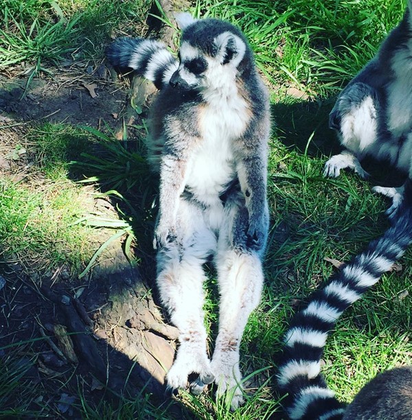 Close up with the lemurs