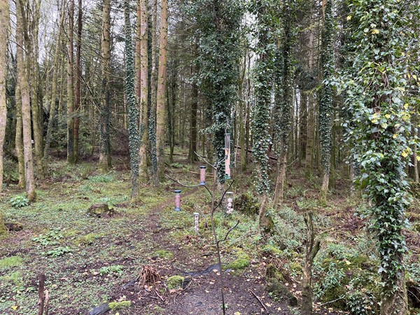Image of a wood