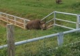 Picture of Yorkshire Wildlife Park