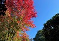 Picture of Sir Harold Hillier Gardens, Ampfield