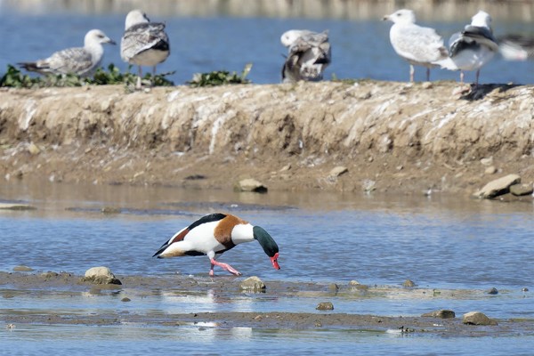 Image of a shelduck.